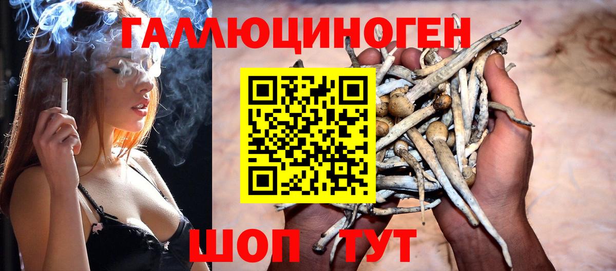 Псилоцибиновые грибы Psilocybe Жуковский